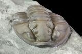 Wide, Enrolled Flexicalymene Trilobite In Shale - Ohio #67971-3